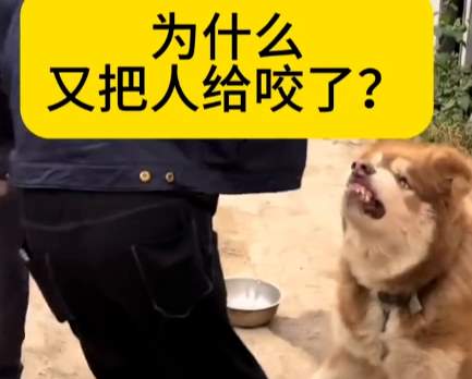 伤人恶犬艾特离世之后，全网络的圣母突然开始爱它..._黑料正能量